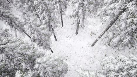 Flight-above-Winter-Forest